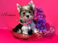 MAXIMA, a female Yorkshire Terrier for sale in Henderson, NV – 3 of 3