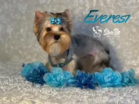 EVEREST, a male Yorkshire Terrier for sale in Henderson, NV – 2 of 3