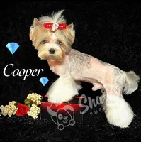 BOB, a male Yorkshire Terrier for sale in Henderson, NV – 2 of 3