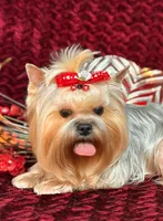 EVEREST, a male Yorkshire Terrier for sale in Henderson, NV – 6 of 6