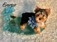 EVEREST, a male Yorkshire Terrier for sale in Henderson, NV – 4 of 6