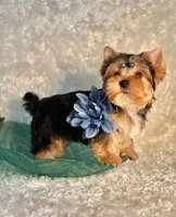 EVEREST, a male Yorkshire Terrier for sale in Henderson, NV – 5 of 6