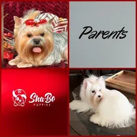 BLAZE, a male Yorkshire Terrier for sale in Henderson, NV – 4 of 4