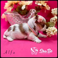 Alfa, a female Yorkshire Terrier for sale in Henderson, NV – Photo 4 of 5