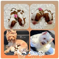 Alfa, a female Yorkshire Terrier for sale in Henderson, NV – Photo 5 of 5