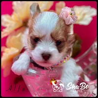 Alfa, a female Yorkshire Terrier for sale in Henderson, NV – Photo 2 of 5