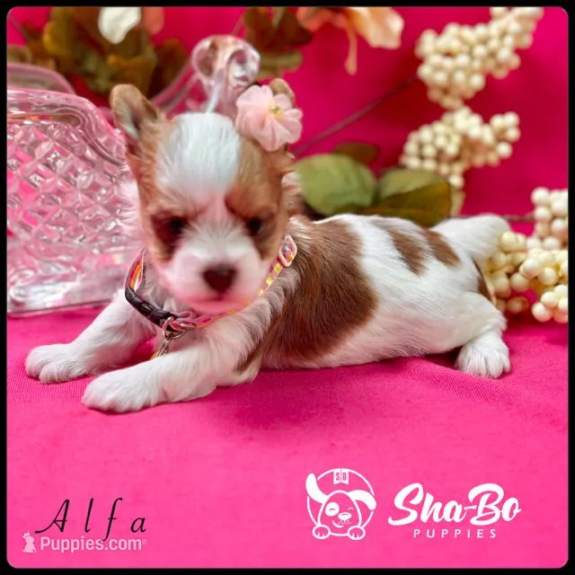 Alfa, a female Yorkshire Terrier for sale in Henderson, NV – Photo 1 of 5