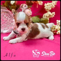 Alfa, a female Yorkshire Terrier for sale in Henderson, NV – Photo 1 of 5