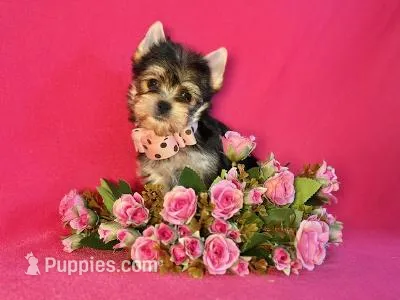 MAXIMA – Yorkshire Terrier puppy for sale in Henderson, NV