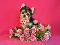 MAXIMA, a female Yorkshire Terrier for sale in Henderson, NV – 1 of 5