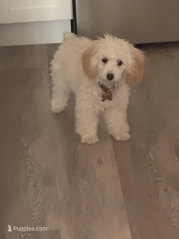 Mabel – Poodle - Toy  puppy for sale in Claremore, OK