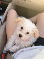 Georgia, a female Maltese and Poodle - Miniature  for sale in Des Moines, IA – 4 of 4