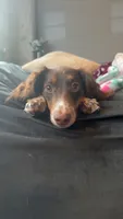 Louella , a female Dachshund for sale in Des Moines, IA – 3 of 7