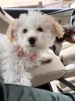 Georgia, a female Maltese and Poodle - Miniature  for sale in Des Moines, IA – 3 of 4