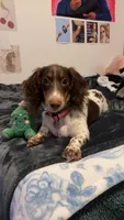 Louella , a female Dachshund for sale in Des Moines, IA – 2 of 7