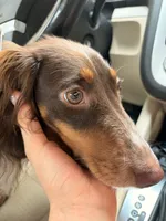 Louella , a female Dachshund for sale in Des Moines, IA – 5 of 7