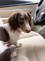 Louella , a female Dachshund for sale in Des Moines, IA – 6 of 7