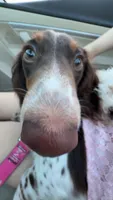 Louella , a female Dachshund for sale in Des Moines, IA – 1 of 7