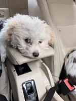 Georgia, a female Maltese and Poodle - Miniature  for sale in Des Moines, IA – 2 of 4