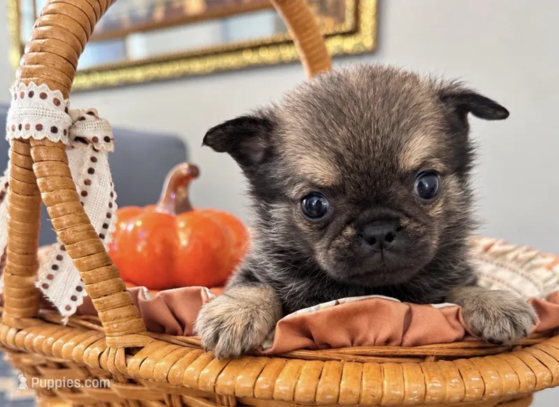 Teddy – Pomeranian, Pug puppy for sale in Tracy, CA
