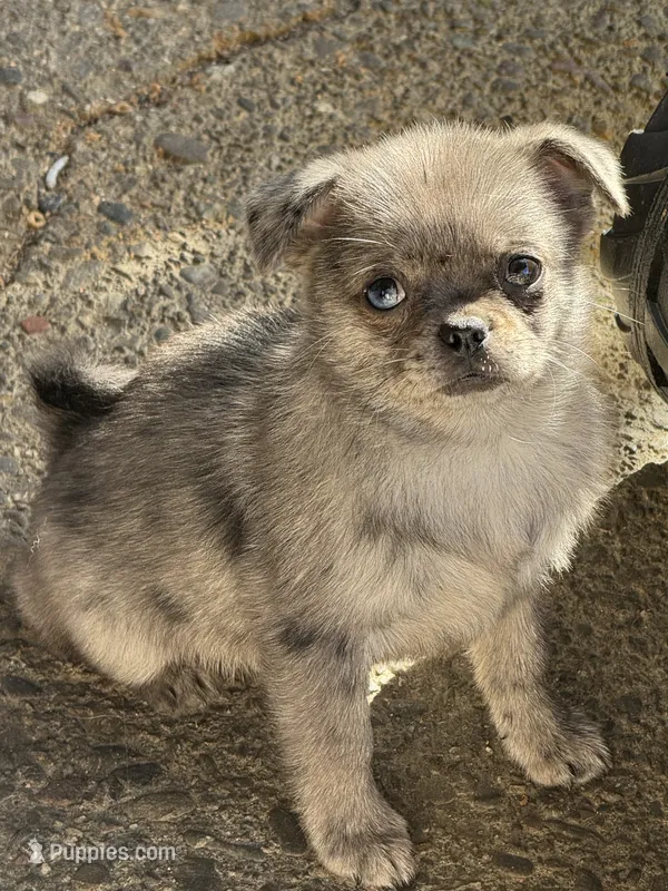 Mochi – Pomeranian, Pug puppy for sale in Tracy, CA