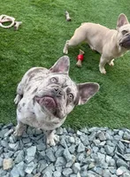 Paola, a female French Bulldog for sale in Tracy, CA – 4 of 4