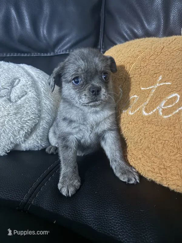 Mochi, a female Pomeranian and Pug for sale in Tracy, CA – 1 of 3