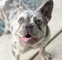 Paola, a female French Bulldog for sale in Tracy, CA – 1 of 4
