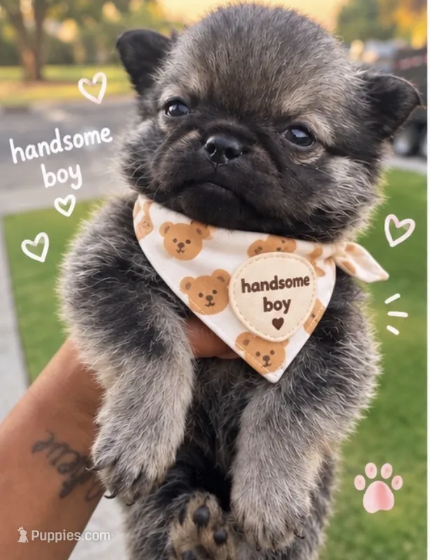 Teddy – Pomeranian, Pug puppy for sale in Tracy, CA