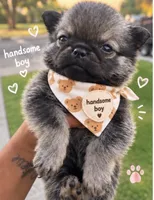 Teddy, a male Pomeranian and Pug for sale in Tracy, CA – 1 of 1
