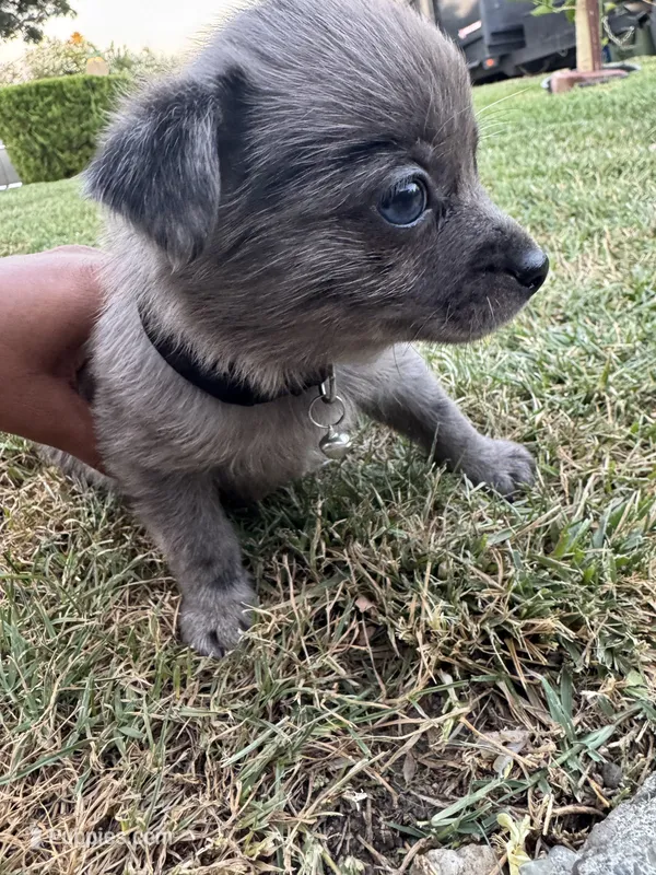 Milo – Chihuahua, Pomeranian puppy for sale in Tracy, CA