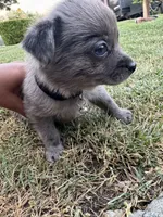 Milo, a male Chihuahua and Pomeranian for sale in Tracy, CA – 1 of 2