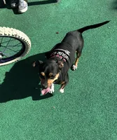 Pinky, a female Dachshund and Chihuahua for sale in Tracy, CA – 2 of 2