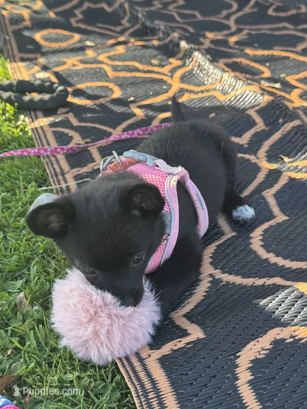 Nala – Chihuahua, Pomeranian puppy for sale in Tracy, CA