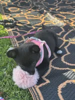 Nala, a male Chihuahua and Pomeranian for sale in Tracy, CA – 3 of 4