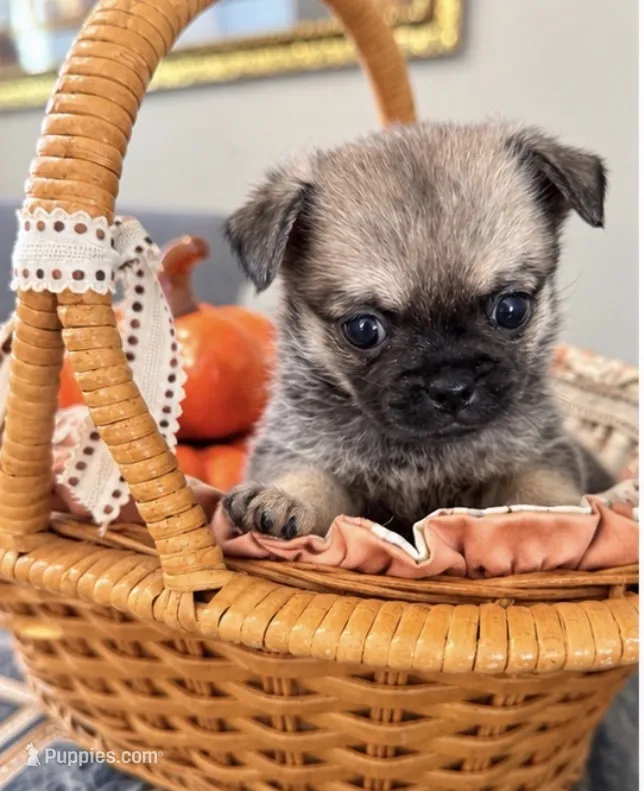 Sugar – Pomeranian, Pug puppy for sale in Tracy, CA