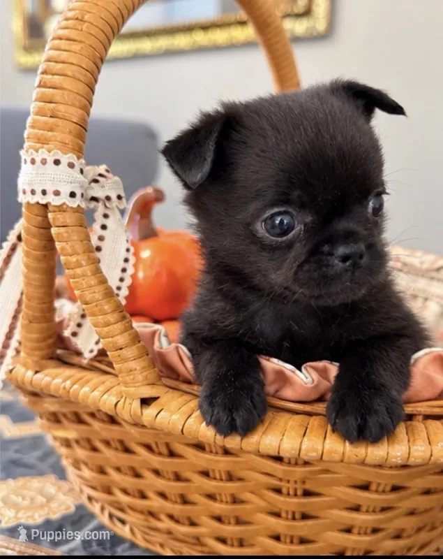 Twnikle – Pomeranian, Pug puppy for sale in Tracy, CA