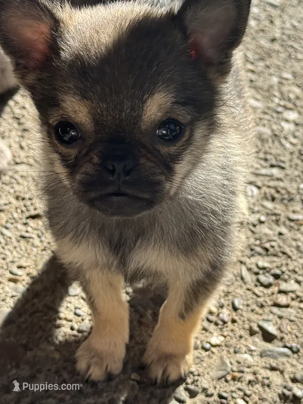 Teddy – Pomeranian, Pug puppy for sale in Tracy, CA