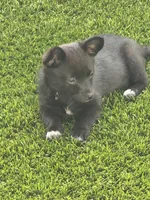 Nala, a female Chihuahua for sale in Tracy, CA – 5 of 6
