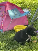 Nala, a male Chihuahua and Pomeranian for sale in Tracy, CA – 2 of 4