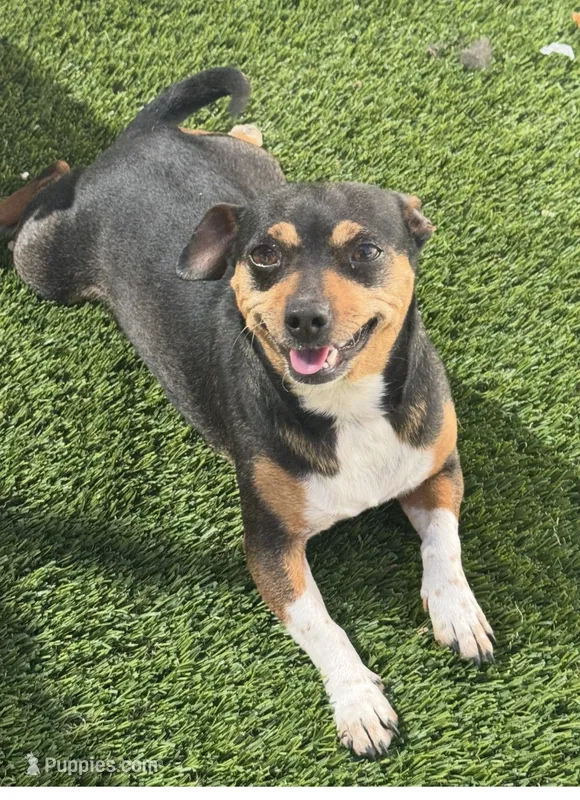 Pinky – Dachshund, Chihuahua puppy for sale in Tracy, CA