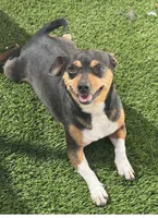 Pinky, a female Dachshund and Chihuahua for sale in Tracy, CA – 1 of 2