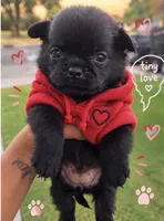 Twinkle, a male Pomeranian and Pug for sale in Tracy, CA – 1 of 1