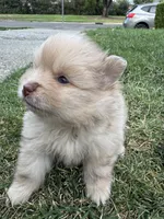 Butterscotch , a male Pomeranian for sale in Tracy, CA – 2 of 2