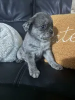 Mochi, a female Pomeranian and Pug for sale in Tracy, CA – 3 of 3
