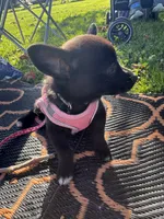 Nala, a female Chihuahua for sale in Tracy, CA – 6 of 6