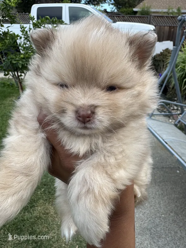 Butterscotch  – Pomeranian puppy for sale in Tracy, CA