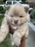 Butterscotch , a male Pomeranian for sale in Tracy, CA – 1 of 2