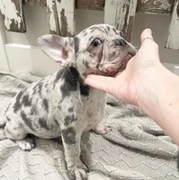 Paola, a female French Bulldog for sale in Tracy, CA – 3 of 4