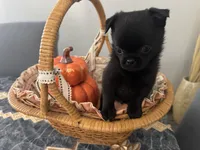 Twnikle, a female Pomeranian and Pug for sale in Tracy, CA – 3 of 3